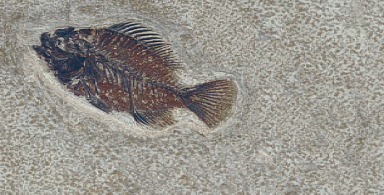 Керамогранит Serapool FM3366 Fossil Mix 33х66