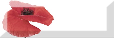 Декор Absolut Keramika Decor Poppy 01 10X30